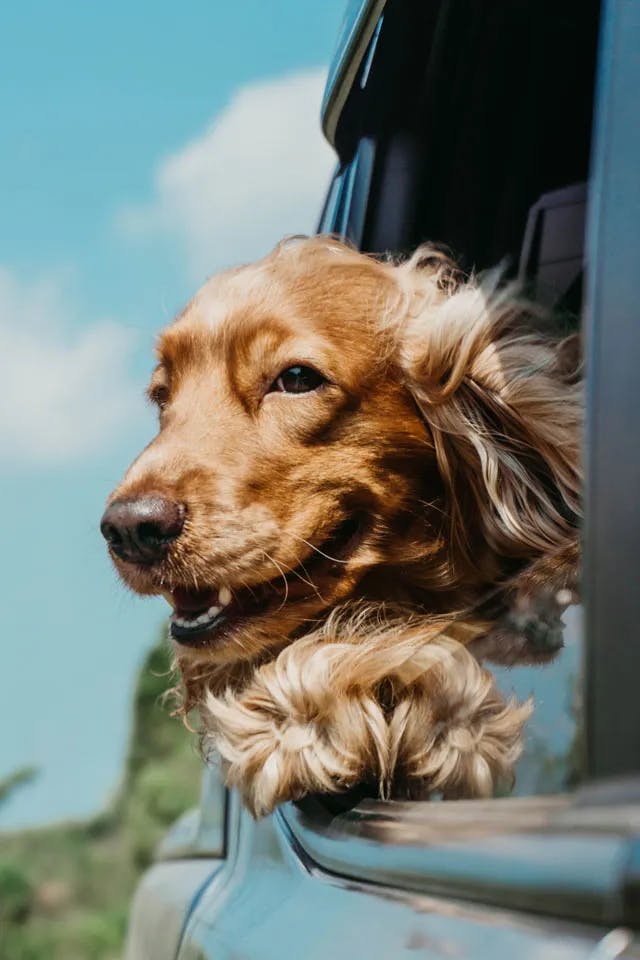 Cestování se psem v autě