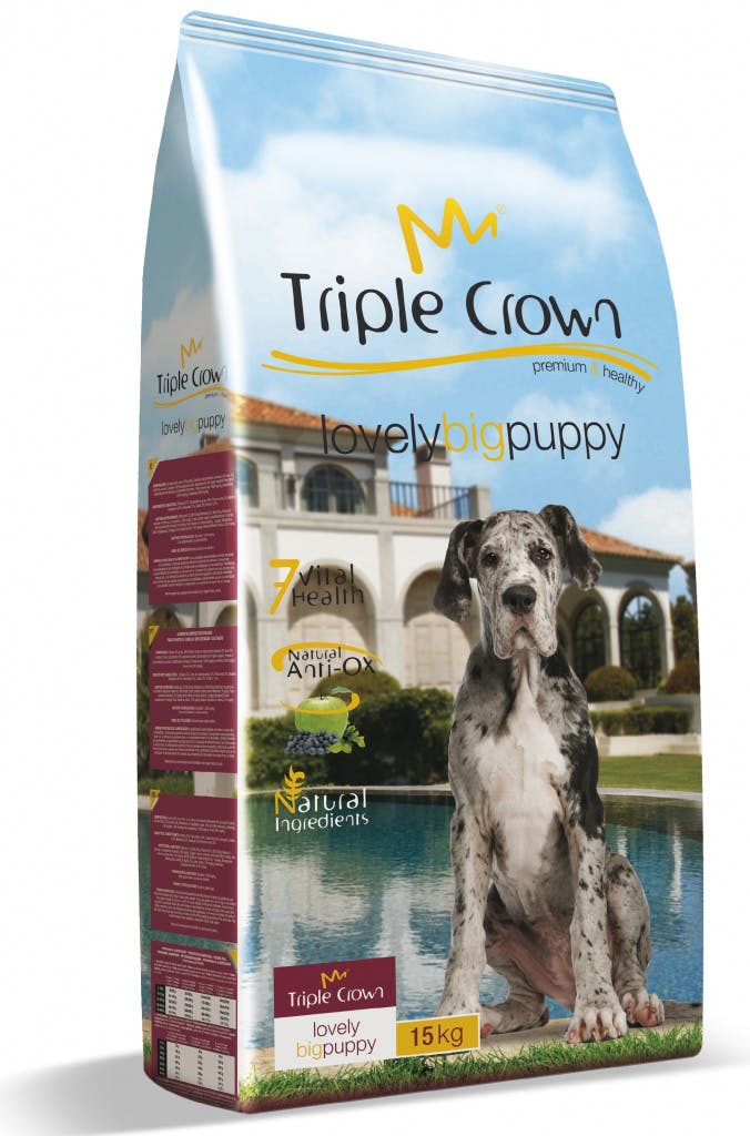 Triple Crown lovely big Puppy