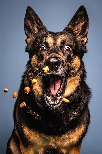 Pro velké psy jsou vhodné krmivo porcované na větší kousky.