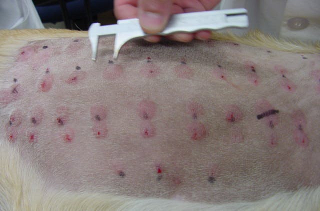 Kožní test na alergii u psa