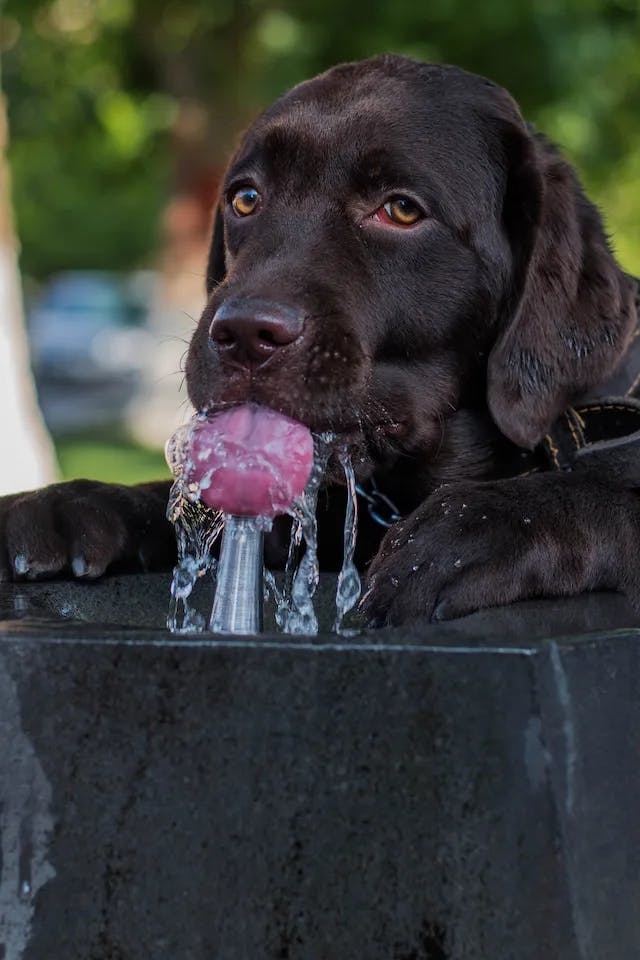 Pokud má váš pes průjem déle než dva dny, hrozí mu dehydratace.