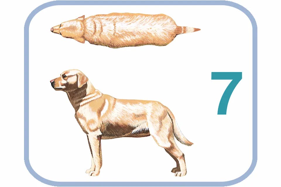 Body Condition System, tvar těla 7 - střední nadváha psa.