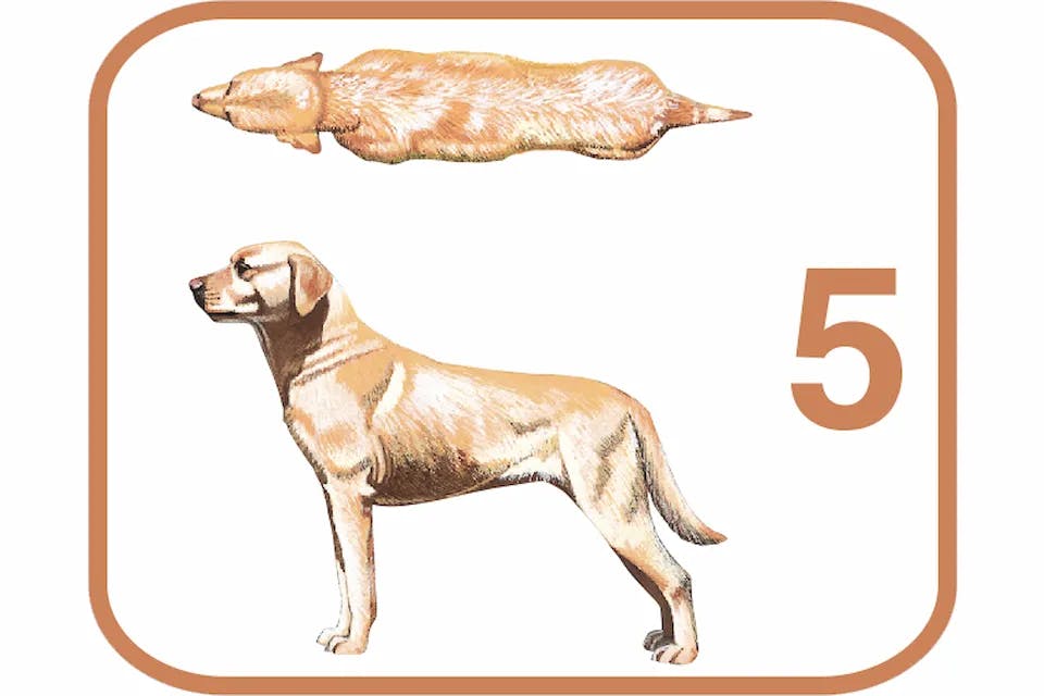 Body Condition System, tvar těla 5 – pes s ideální hmotností.