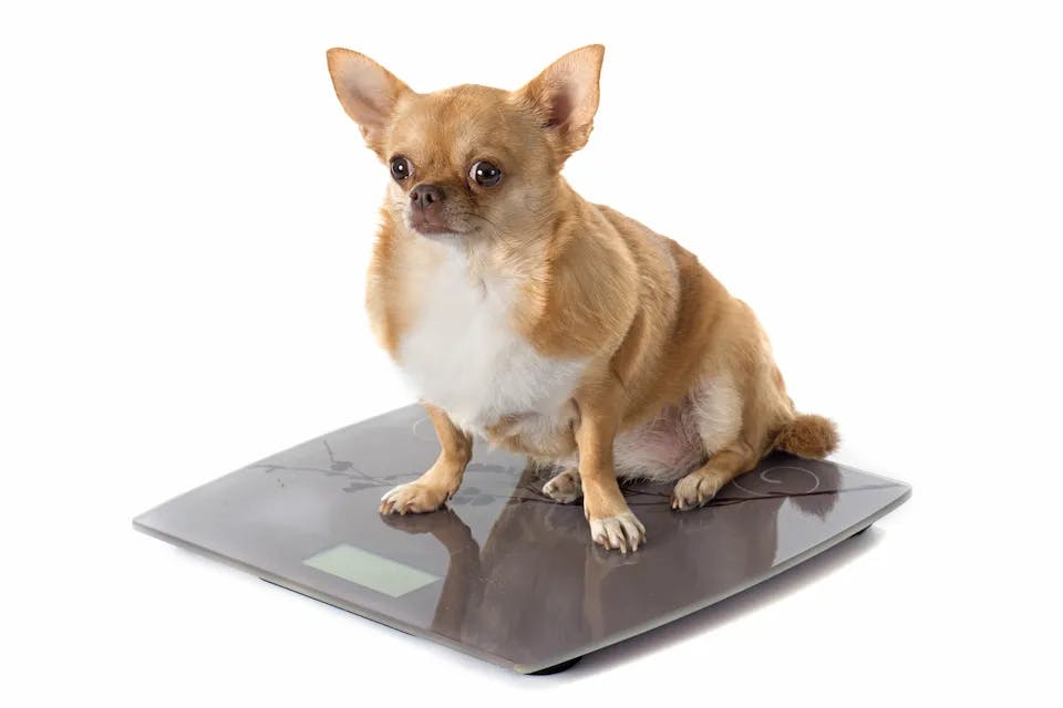Speciální dietní granule pro obézní psy bývají nejčastěji označené jako maintenance, light, low calories, weight management nebo jako redukční diety pro psy.