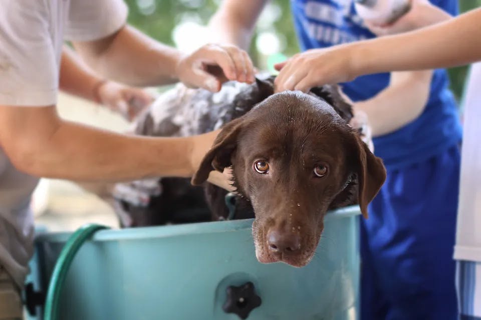 Dezinfekční šampon pro alergické psy, který pomáhá při bakteriálním zánětu kůže.