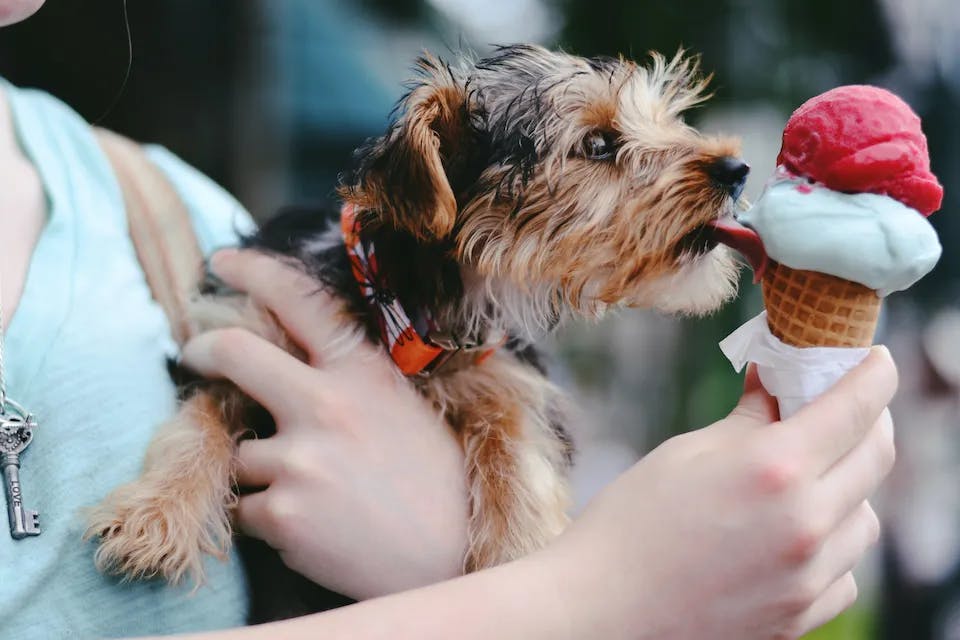 Zmrzlina může u psa vyvolat průjem