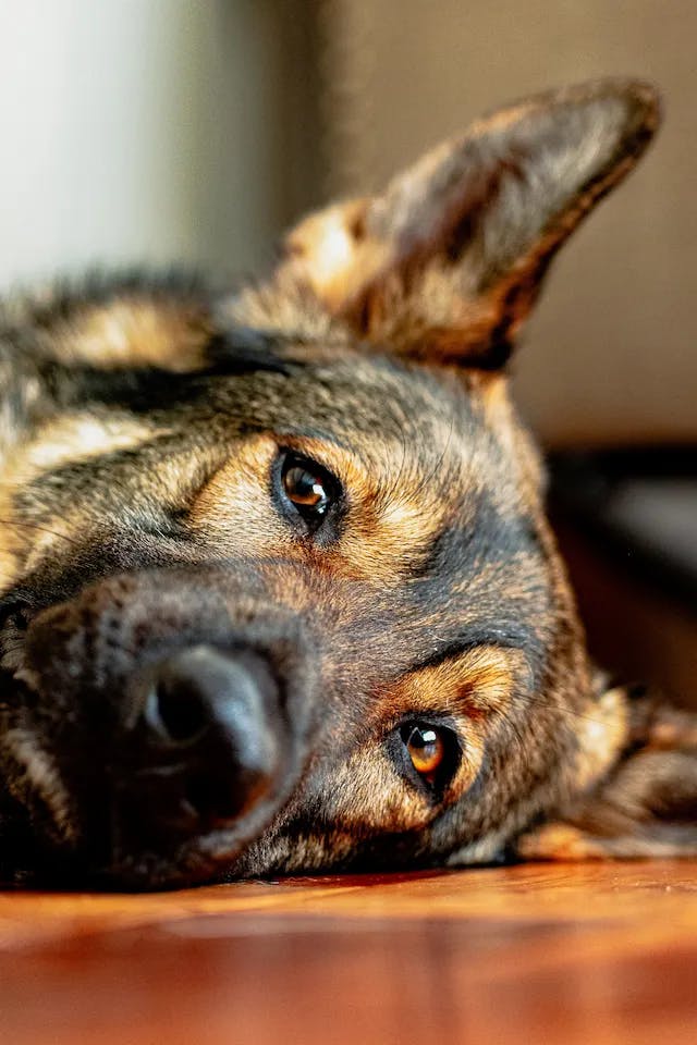 Průjem u psů obvykle odezní během 1-2 dnů.