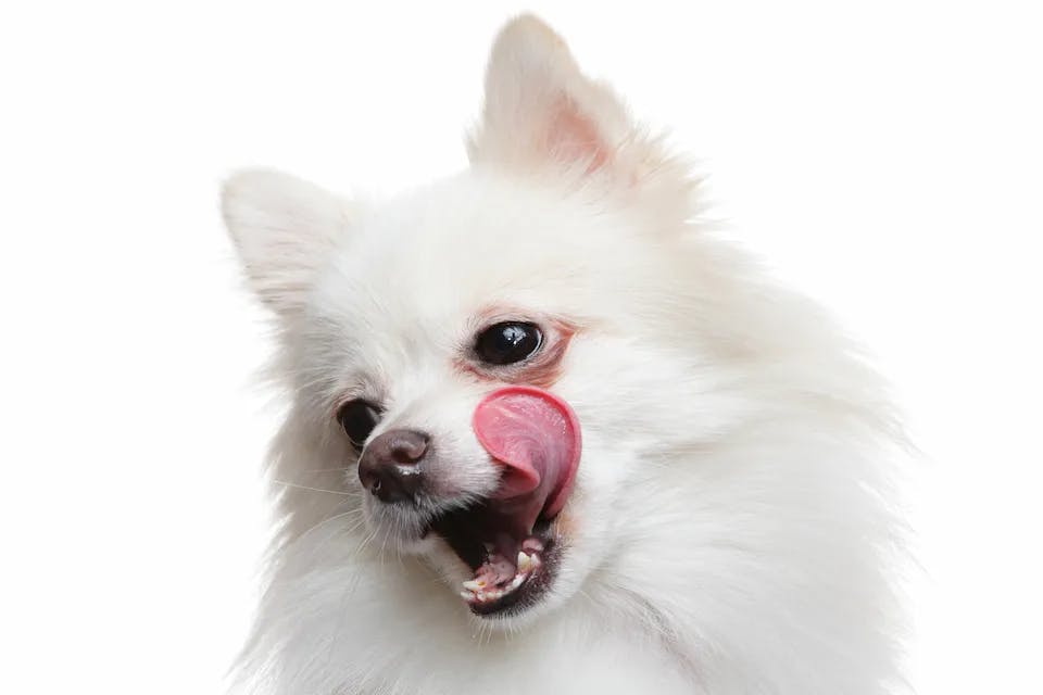 Pokud máte bílého psa a trápí vás reznutí srsti, zaměřte se na složení granulí.