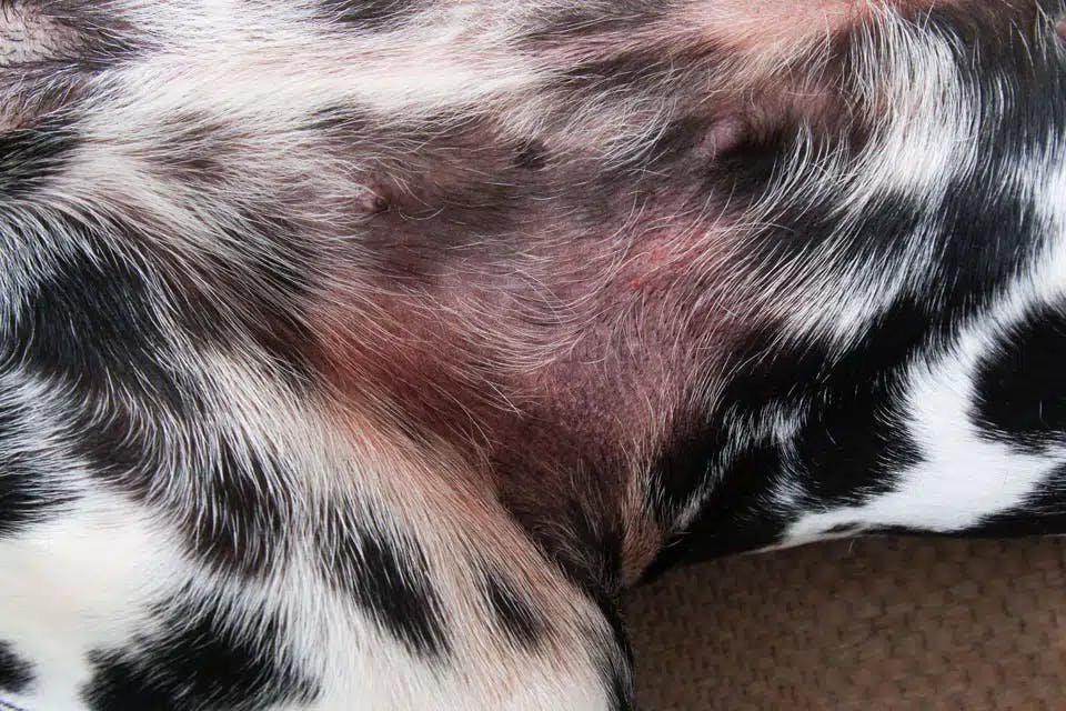 Zarudnutí a svědivost pokožky patří mezi typické projevy alergické reakce psa. 