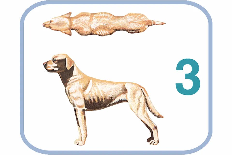 Body Condition System, tvar těla 3 – příliš štíhlý pes.