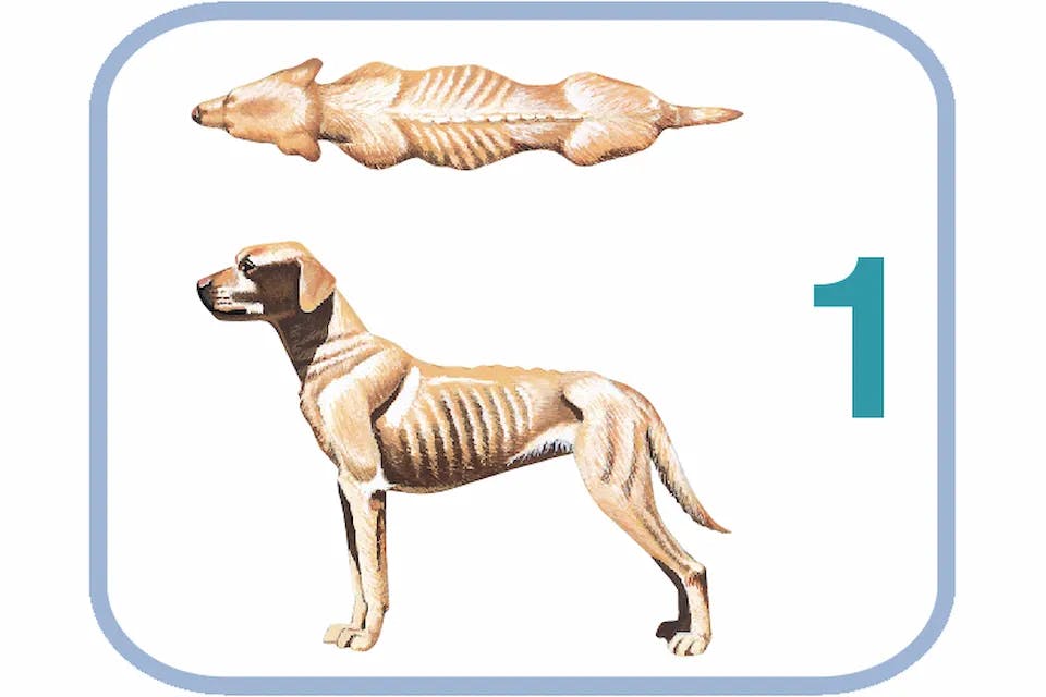 Body Condition System, tvar těla 1 – extrémně vyhublý pes.