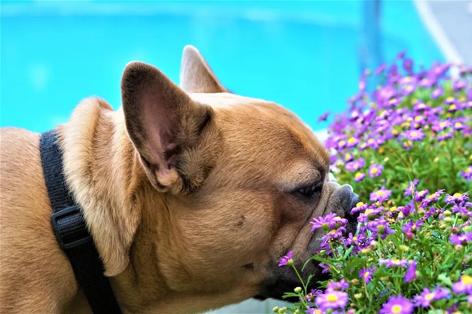 Pyly květin, trav a stromů patří mezi běžné alergeny, na které psi reagují obdobně jako lidé.