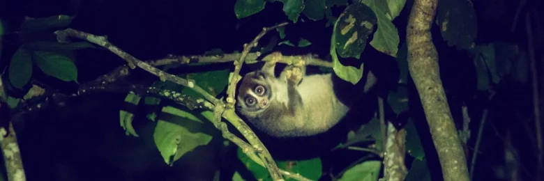 Pomalý loris visí na větvi v koruně stromu.