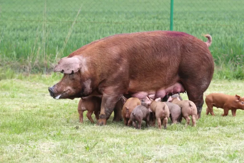 Hnědá prasice plemene Duroc s mláďaty na pastvě.