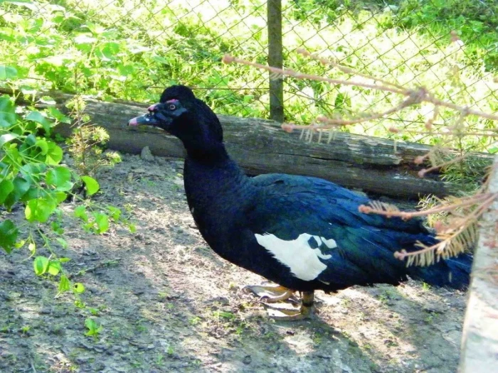 Černá pižmovka s bílými křídly stojí venku na zemi.