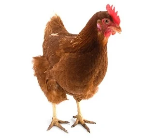 Hnědá slepice na bílém pozadí, typická pro chov.