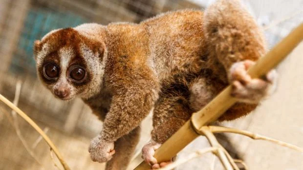 Pomalý loris se drží na větví s velkýma očima.