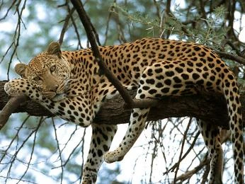 Leopard odpočívá na větví stromu v přírodě.