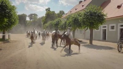 Skupina koní kráčející po prachové cestě u historických budov.