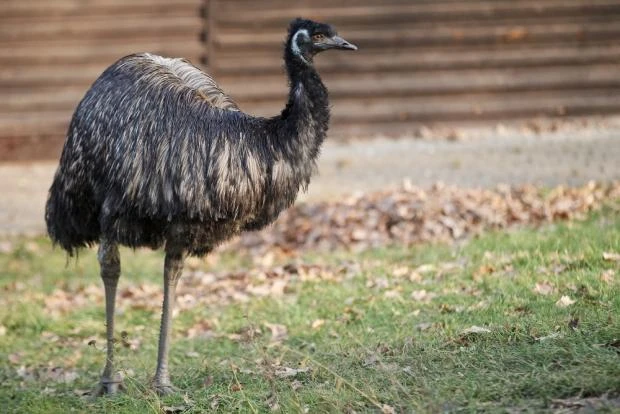 Emu stojící na trávě s listím v pozadí.