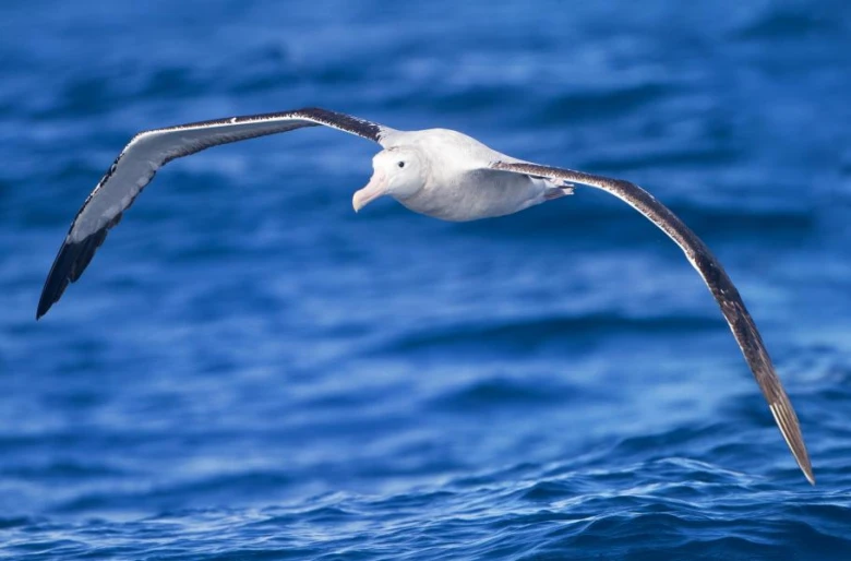 Bílý albatros letí nad modrou mořskou hladinou s roztaženými křídly.