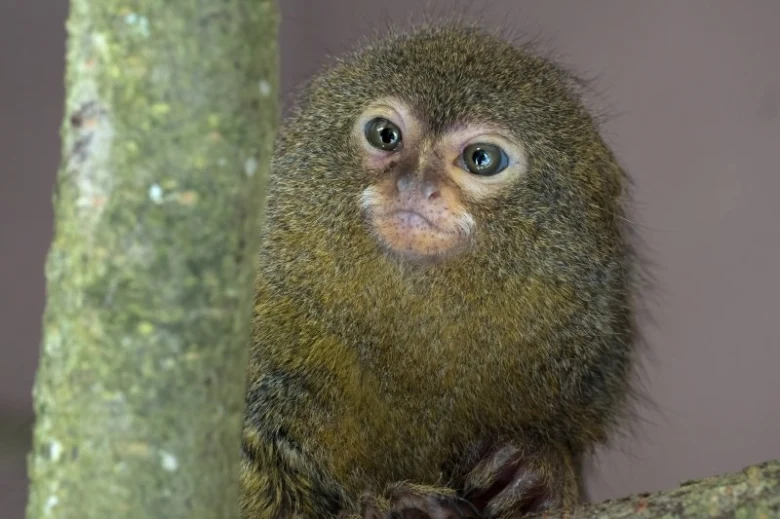 Malá opička pygmajmarmosa sedící na větví stromu.
