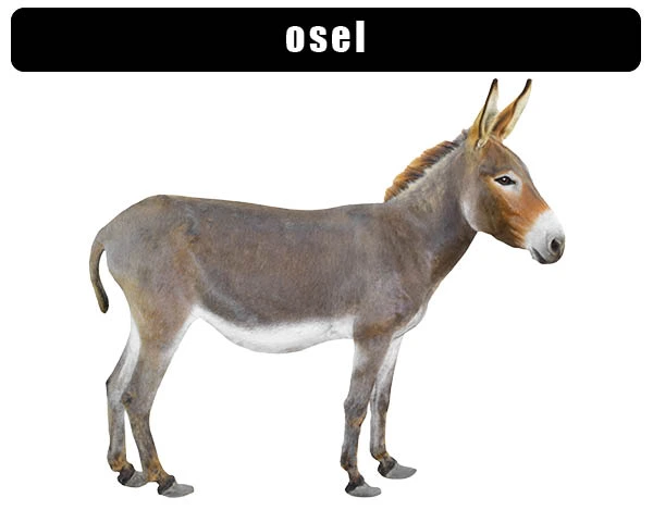 Fotografie dospělého domácího osla stojícího na bílém pozadí.