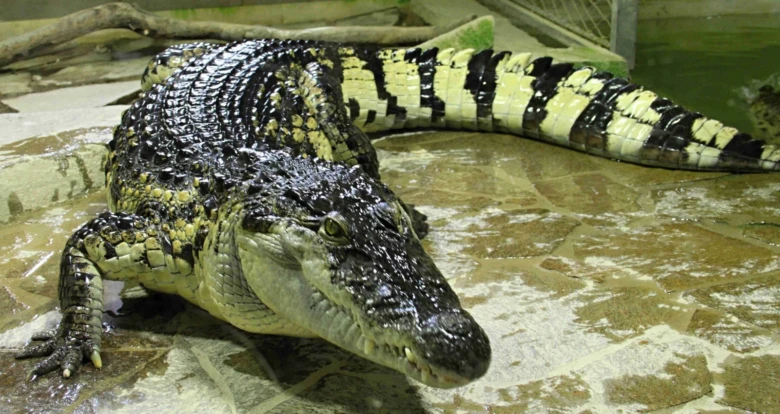 Velký krokodýl leží na kamenné podložce v areálu zoo.