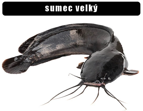 Velký sumec s dlouhými vousy na bílém pozadí.