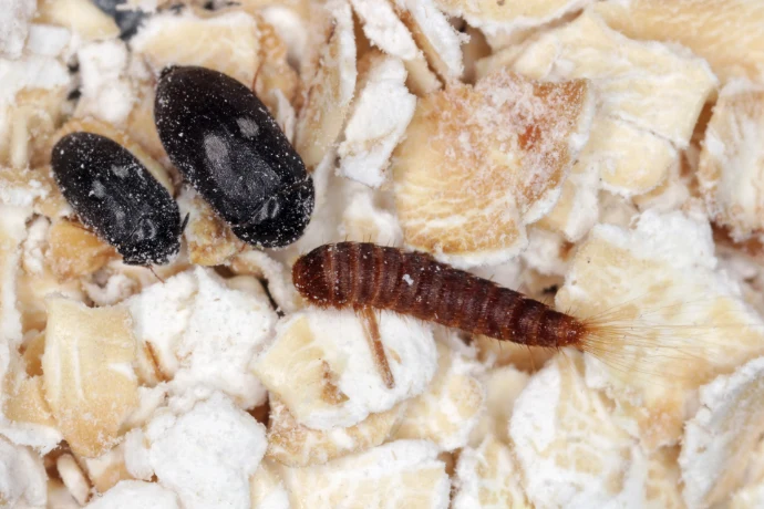 Larva Dermestes mezi oves s kuklicemi v potravinách.