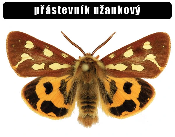 Přástevník užankový s rozkrojenými křídly na bílém pozadí.