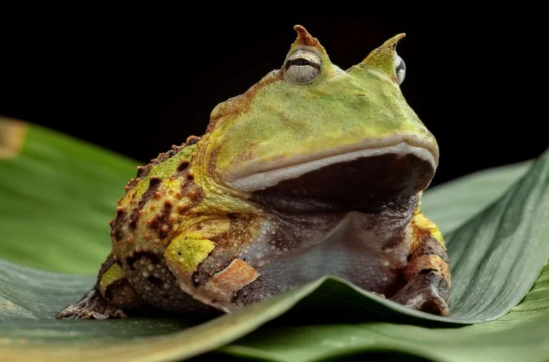 Rohatka žába sedící na zeleném listu s výraznými rohy.