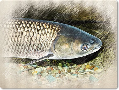 Bílý amur plavající nad štěrkem v řece.