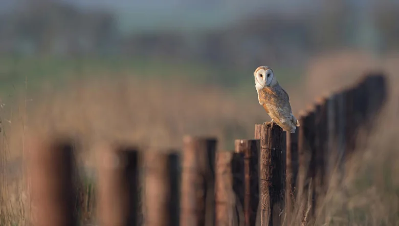 Barn owl on fence post
