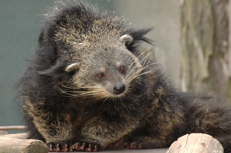 Binturong sedící na dřevěném povrchu v kleci.
