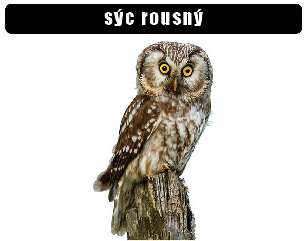 Sýc rousný sedící na dřevěném sloupu s bílým pozadím.
