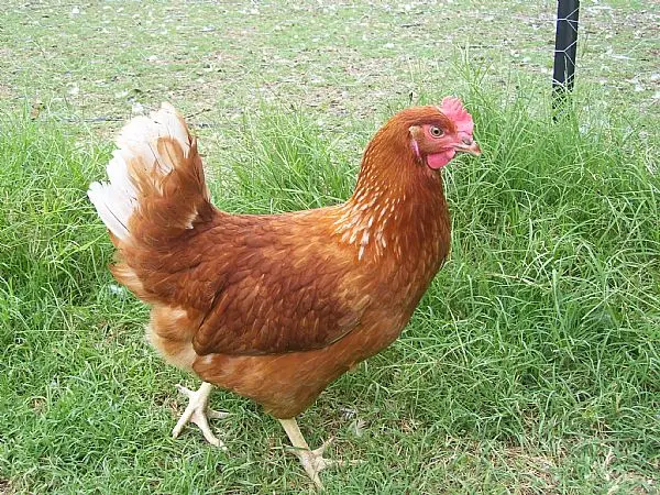 Hnědá slepice stojí na trávníku v zahradě.