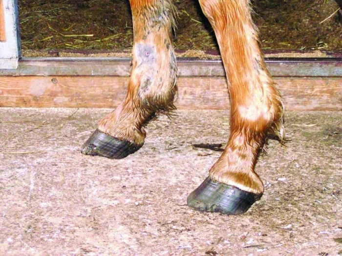 Hnědý kůň s podkovami v boxu