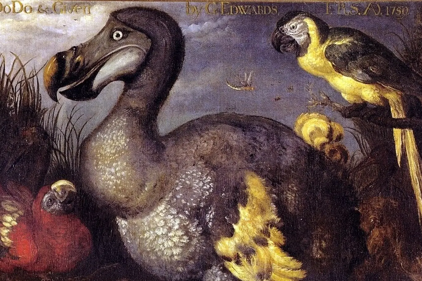 Malba dronta mauricijského s papoušky na historickém pozadí