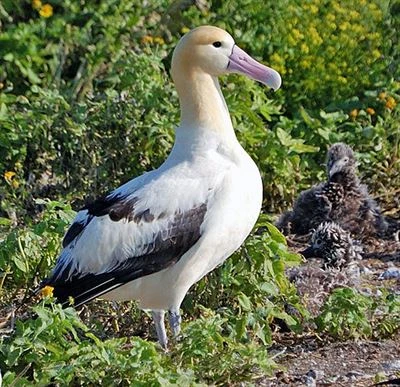 Bílý a černý albatros stojí mezi zelenou vegetací s mládětem.