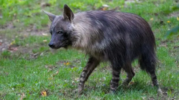 Páskovaná hiena chodící po trávě v přírodě.
