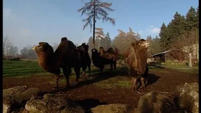 Skupina velbloudů v areálu zoologické zahrady.