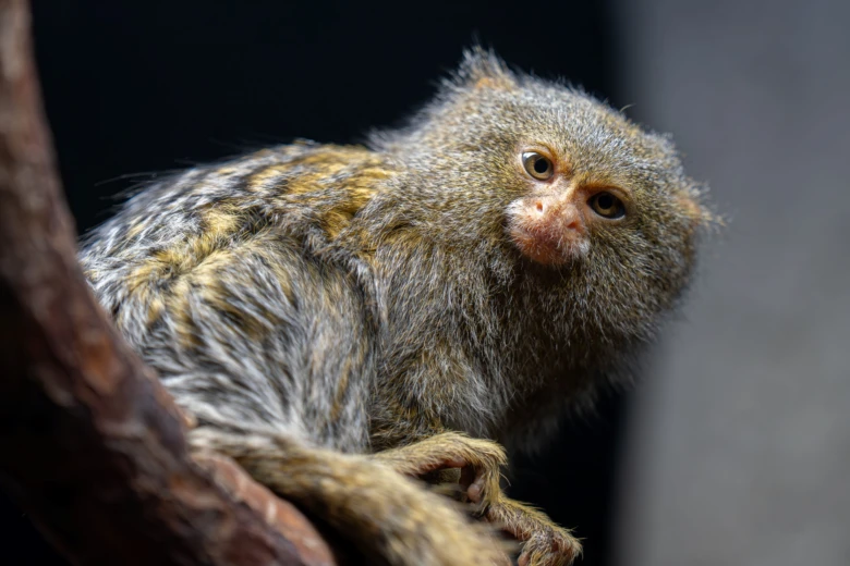 Malá opička - pygmajská marimosa sedící na větvi.