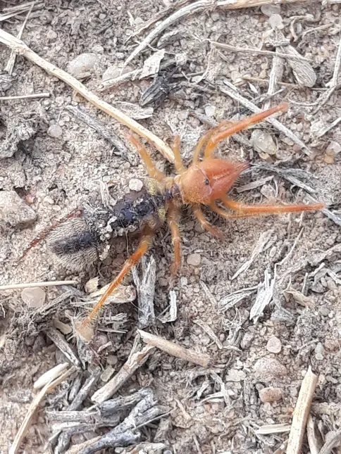 Pouštní pavouk Solifuga na suché zemi s větvami.