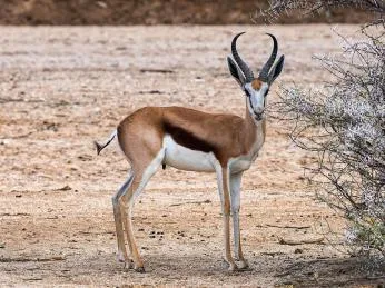 Springbok antelope