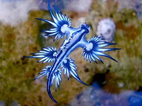 Modrý mořský živočich glaukus atlantský plující v oceánu.