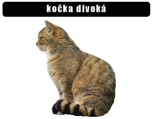 Evropská divoká kočka sedící v profilu na bílém pozadí.