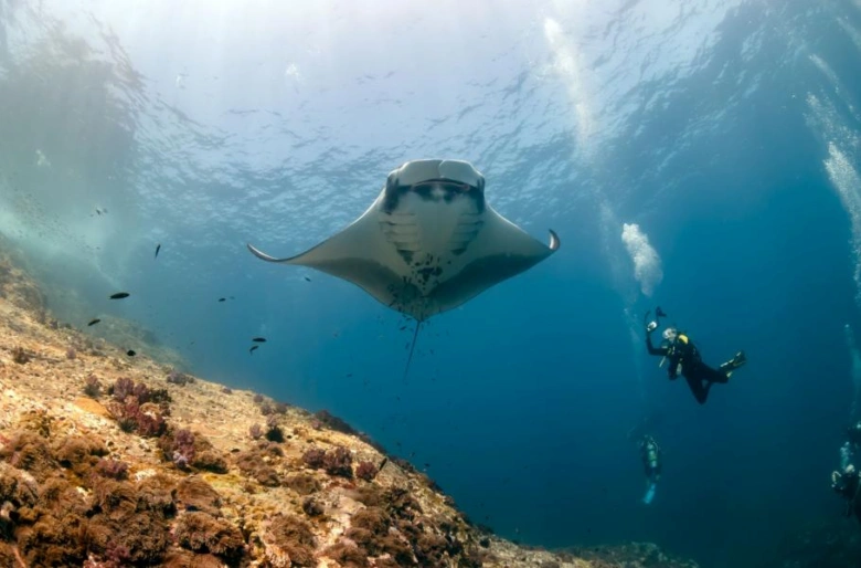 Giant manta ray swimming underwater with divers nearby