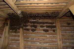 Netopýři visící na stropě a živí se hmyzem.