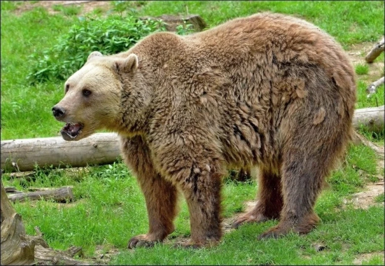Hnědý medvěd stojí na travnatém terénu s otevřenou tlamou v přírodě.